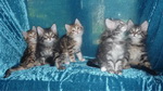 Die fünf Katzenjungen 9,5 Wochen alt.